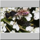 Ectemnius lituratus - Grabwespe m03b - OS-Wallenhorst-Tongrube det.jpg